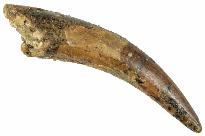 Curved Fossil Pterosaur (Siroccopteryx) Tooth - Morocco #295148